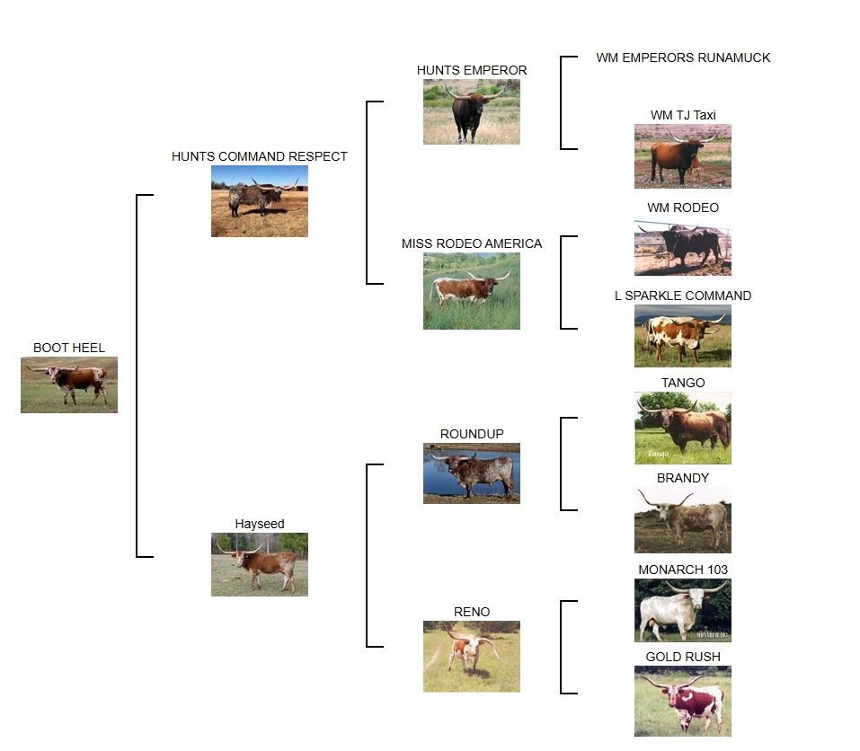 Boot Heel Pedigree