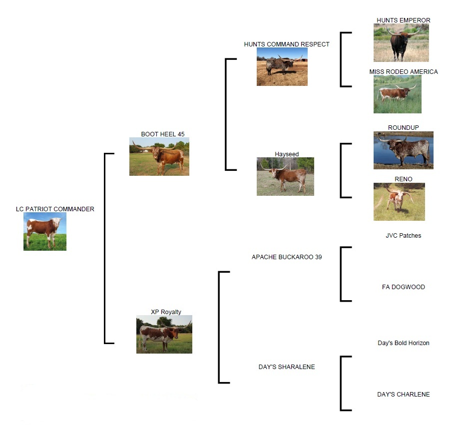 Patriot Pedigree